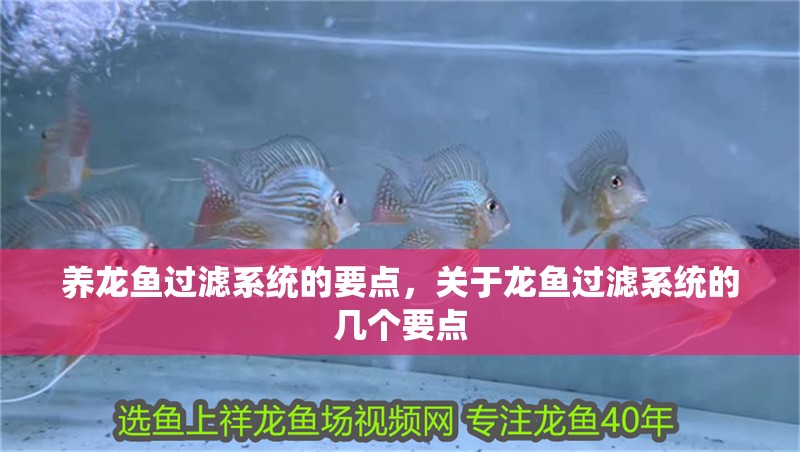 養龍魚過濾系統的要點，關于龍魚過濾系統的幾個要點