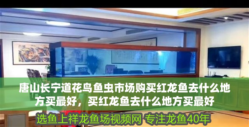 唐山長寧道花鳥魚蟲市場購買紅龍魚去什么地方買最好，買紅龍魚去什么地方買最好