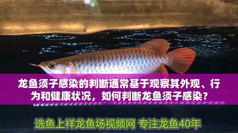 龍魚須子感染的判斷通常基于觀察其外觀、行為和健康狀況，如何判斷龍魚須子感染？