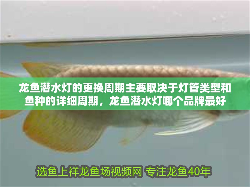 龍魚潛水燈的更換周期主要取決于燈管類型和魚種的詳細周期，龍魚潛水燈哪個品牌最好