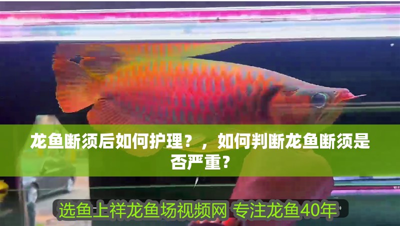 龍魚斷須后如何護(hù)理？，如何判斷龍魚斷須是否嚴(yán)重？