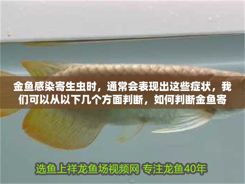 金魚感染寄生蟲時，通常會表現出這些癥狀，我們可以從以下幾個方面判斷，如何判斷金魚寄生蟲？