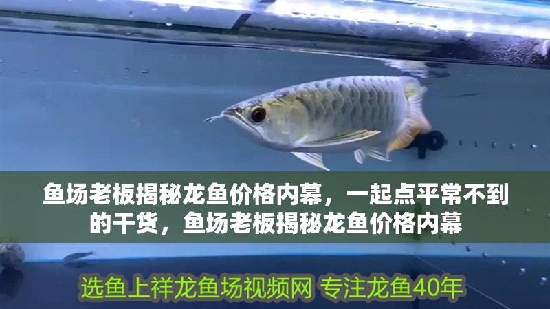 魚場老板揭秘龍魚價格內幕，一起點平常不到的干貨，魚場老板揭秘龍魚價格內幕