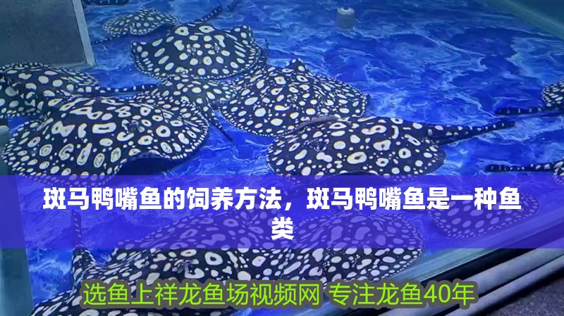 斑馬鴨嘴魚的飼養(yǎng)方法，斑馬鴨嘴魚是一種魚類