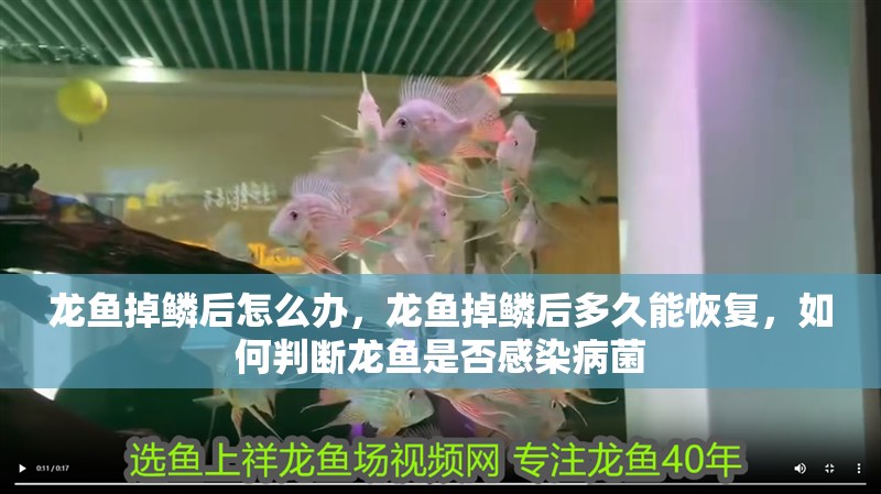 龍魚掉鱗后怎么辦，龍魚掉鱗后多久能恢復，如何判斷龍魚是否感染病菌