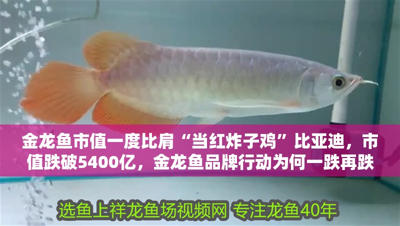 金龍魚市值一度比肩“當紅炸子雞”比亞迪，市值跌破5400億，金龍魚品牌行動為何一跌再跌金龍魚市值卻一跌再跌