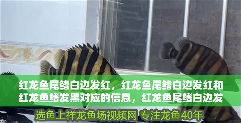 紅龍魚(yú)尾鰭白邊發(fā)紅，紅龍魚(yú)尾鰭白邊發(fā)紅和紅龍魚(yú)鰭發(fā)黑對(duì)應(yīng)的信息，紅龍魚(yú)尾鰭白邊發(fā)紅