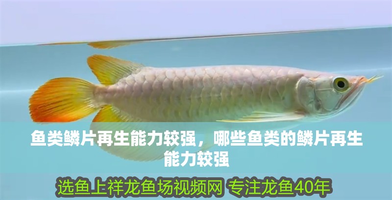 魚類鱗片再生能力較強，哪些魚類的鱗片再生能力較強