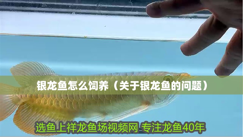 銀龍魚怎么飼養（關于銀龍魚的問題）