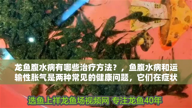 龍魚腹水病有哪些治療方法？，魚腹水病和運輸性脹氣是兩種常見的健康問題，它們在癥狀、原因和治療方法上有所不同