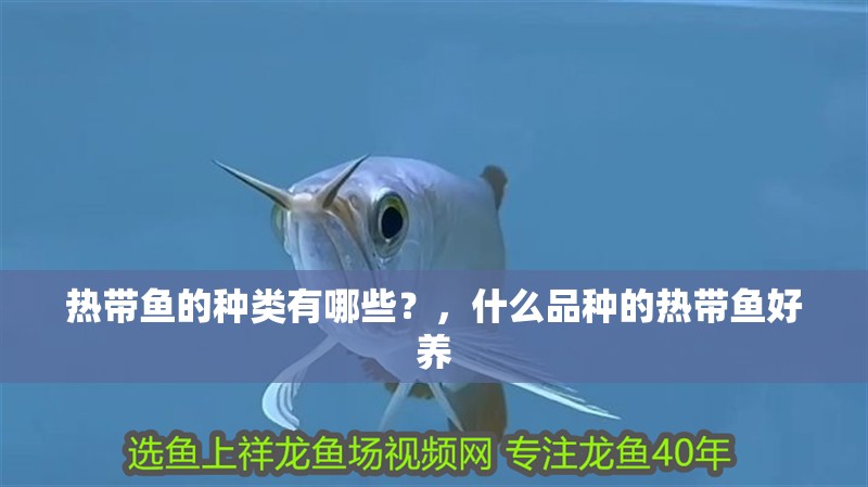 熱帶魚的種類有哪些？，什么品種的熱帶魚好養(yǎng)