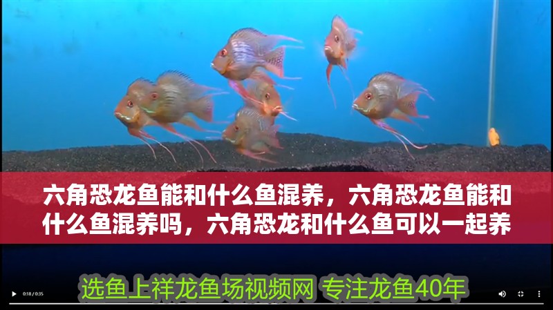 六角恐龍魚能和什么魚混養，六角恐龍魚能和什么魚混養嗎，六角恐龍和什么魚可以一起養，混養好還是單養好