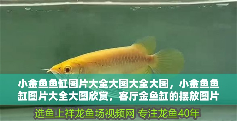 小金魚魚缸圖片大全大圖大全大圖，小金魚魚缸圖片大全大圖欣賞，客廳金魚缸的擺放圖片欣賞