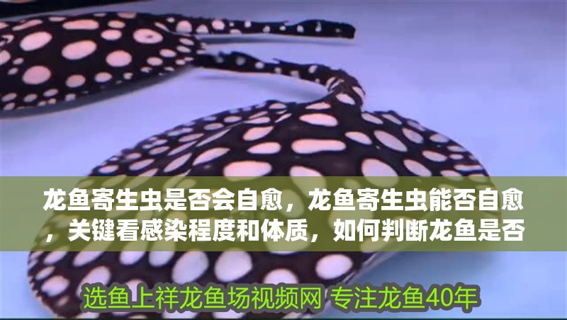 龍魚寄生蟲是否會(huì)自愈，龍魚寄生蟲能否自愈，關(guān)鍵看感染程度和體質(zhì)，如何判斷龍魚是否感染寄生蟲？
