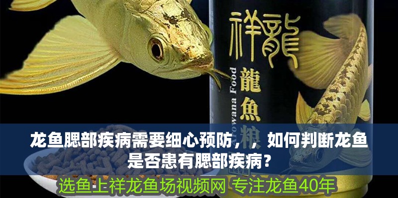龍魚腮部疾病需要細心預防，，如何判斷龍魚是否患有腮部疾病？