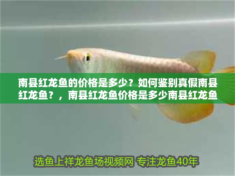 南縣紅龍魚的價格是多少？如何鑒別真假南縣紅龍魚？，南縣紅龍魚價格是多少南縣紅龍魚對生活環境有哪些要求
