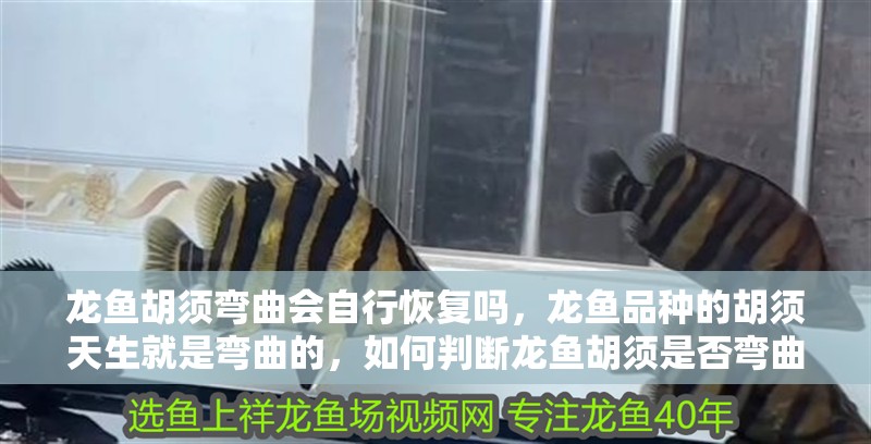 龍魚胡須彎曲會(huì)自行恢復(fù)嗎，龍魚品種的胡須天生就是彎曲的，如何判斷龍魚胡須是否彎曲