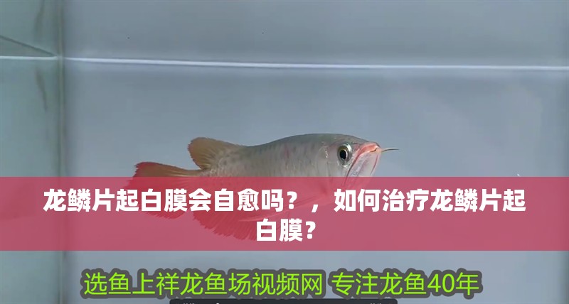 龍鱗片起白膜會自愈嗎？，如何治療龍鱗片起白膜？