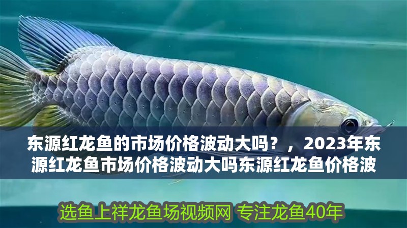 東源紅龍魚的市場價格波動大嗎？，2023年東源紅龍魚市場價格波動大嗎東源紅龍魚價格波動大嗎