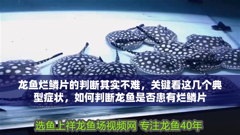 龍魚爛鱗片的判斷其實不難，關鍵看這幾個典型癥狀，如何判斷龍魚是否患有爛鱗片