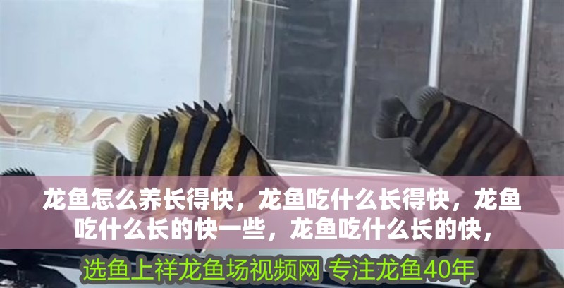 龍魚怎么養(yǎng)長得快，龍魚吃什么長得快，龍魚吃什么長的快一些，龍魚吃什么長的快，