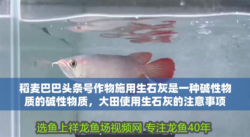 稻麥巴巴頭條號作物施用生石灰是一種堿性物質(zhì)的堿性物質(zhì)，大田使用生石灰的注意事項