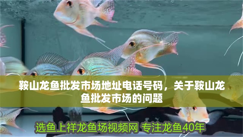 鞍山龍魚批發市場地址電話號碼，關于鞍山龍魚批發市場的問題