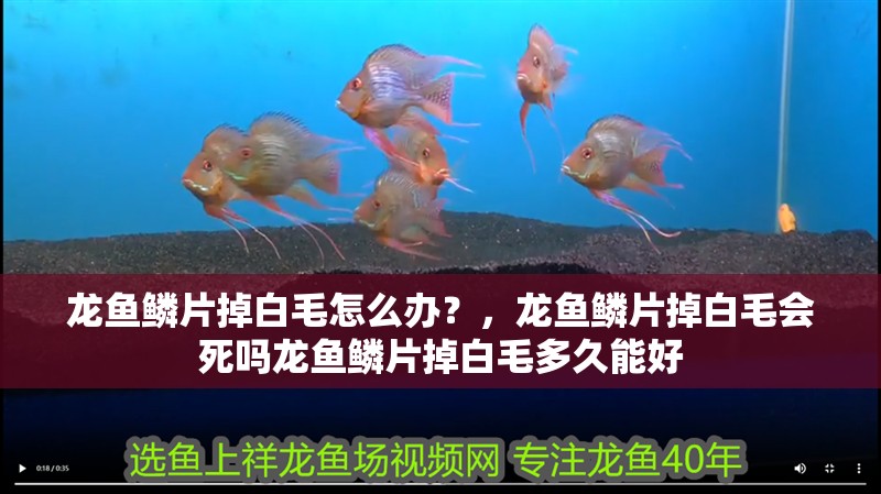 龍魚(yú)鱗片掉白毛怎么辦？，龍魚(yú)鱗片掉白毛會(huì)死嗎龍魚(yú)鱗片掉白毛多久能好