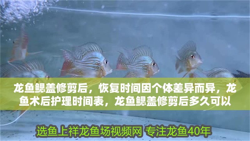 龍魚(yú)鰓蓋修剪后,恢復(fù)時(shí)間因個(gè)體差異而異,龍魚(yú)術(shù)后護(hù)理時(shí)間表,龍魚(yú)鰓蓋修剪后多久可以喂食龍魚(yú)鰓蓋修剪后多久可以喂食 龍魚(yú)百科 第3張 龍魚(yú)鰓蓋修剪后,恢復(fù)時(shí)間因個(gè)體差異而異,龍魚(yú)術(shù)后護(hù)理時(shí)間表,龍魚(yú)鰓蓋修剪后多久可以喂食龍魚(yú)鰓蓋修剪后多久可以喂食 龍魚(yú)鰓蓋修剪后,恢復(fù)時(shí)間因個(gè)體差異而異,龍魚(yú)術(shù)后護(hù)理時(shí)間表,龍魚(yú)鰓蓋修剪后多久可以喂食龍魚(yú)鰓蓋修剪后多久可以喂食 龍魚(yú)百科 第3張