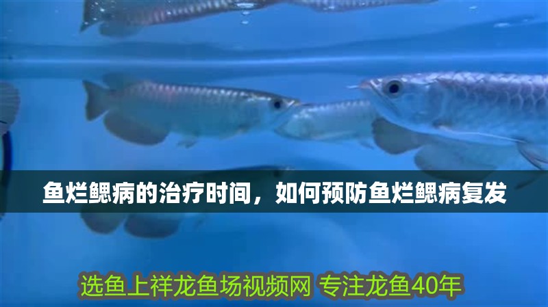 魚爛鰓病的治療時間，如何預防魚爛鰓病復發