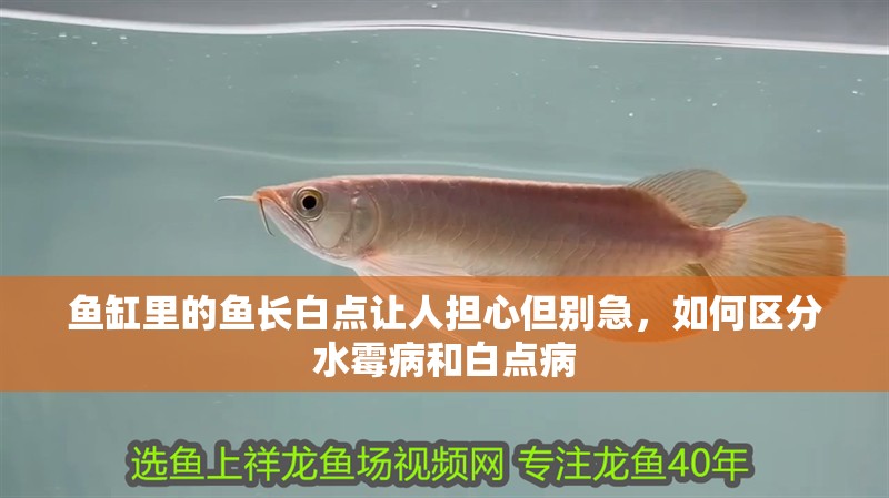 魚缸里的魚長白點讓人擔心但別急，如何區(qū)分水霉病和白點病