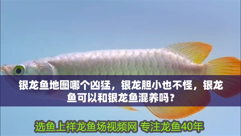 銀龍魚地圖哪個兇猛，銀龍膽小也不怪，銀龍魚可以和銀龍魚混養嗎？