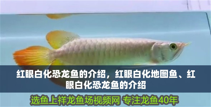紅眼白化恐龍魚的介紹，紅眼白化地圖魚、紅眼白化恐龍魚的介紹