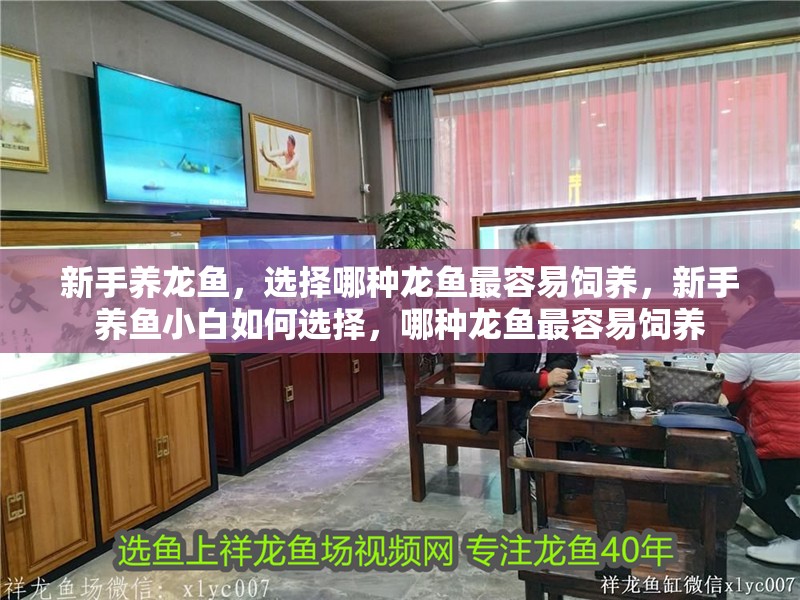 新手養(yǎng)龍魚，選擇哪種龍魚最容易飼養(yǎng)，新手養(yǎng)魚小白如何選擇，哪種龍魚最容易飼養(yǎng)