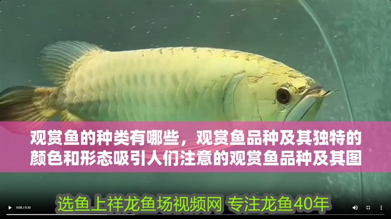觀賞魚的種類有哪些，觀賞魚品種及其獨特的顏色和形態吸引人們注意的觀賞魚品種及其圖片