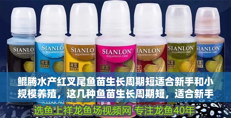 鯤騰水產紅叉尾魚苗生長周期短適合新手和小規模養殖，這幾種魚苗生長周期短，適合新手和小規模養殖