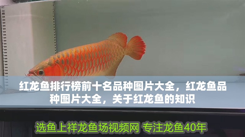 紅龍魚排行榜前十名品種圖片大全，紅龍魚品種圖片大全，關(guān)于紅龍魚的知識