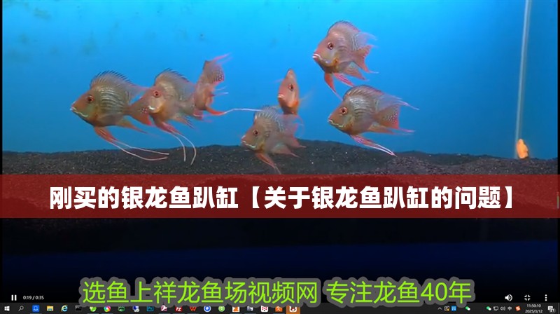 剛買的銀龍魚趴缸【關于銀龍魚趴缸的問題】