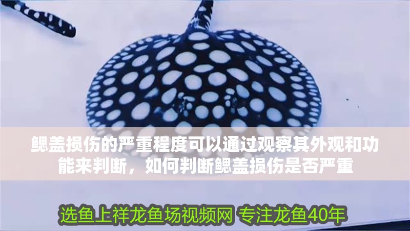 鰓蓋損傷的嚴(yán)重程度可以通過觀察其外觀和功能來判斷，如何判斷鰓蓋損傷是否嚴(yán)重