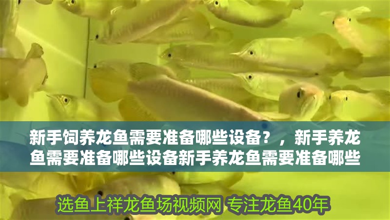 新手飼養(yǎng)龍魚(yú)需要準(zhǔn)備哪些設(shè)備？，新手養(yǎng)龍魚(yú)需要準(zhǔn)備哪些設(shè)備新手養(yǎng)龍魚(yú)需要準(zhǔn)備哪些設(shè)備 新手飼養(yǎng)龍魚(yú)需要準(zhǔn)備哪些設(shè)備？，新手養(yǎng)龍魚(yú)需要準(zhǔn)備哪些設(shè)備新手養(yǎng)龍魚(yú)需要準(zhǔn)備哪些設(shè)備 龍魚(yú)百科 第2張