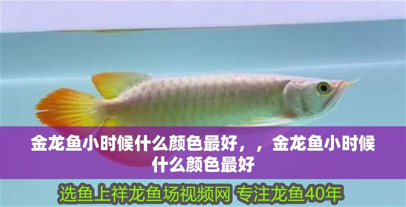 金龍魚小時候什么顏色最好，，金龍魚小時候什么顏色最好