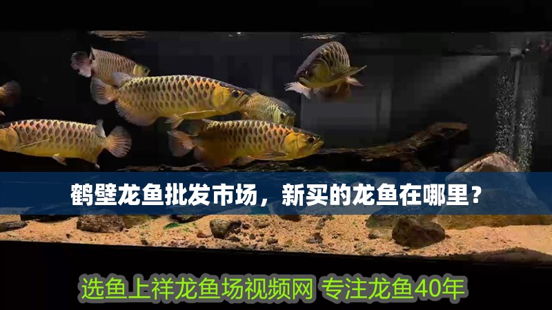 鶴壁龍魚批發(fā)市場，新買的龍魚在哪里？