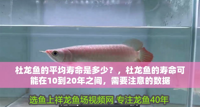 杜龍魚的平均壽命是多少？，杜龍魚的壽命可能在10到20年之間，需要注意的數(shù)據(jù)