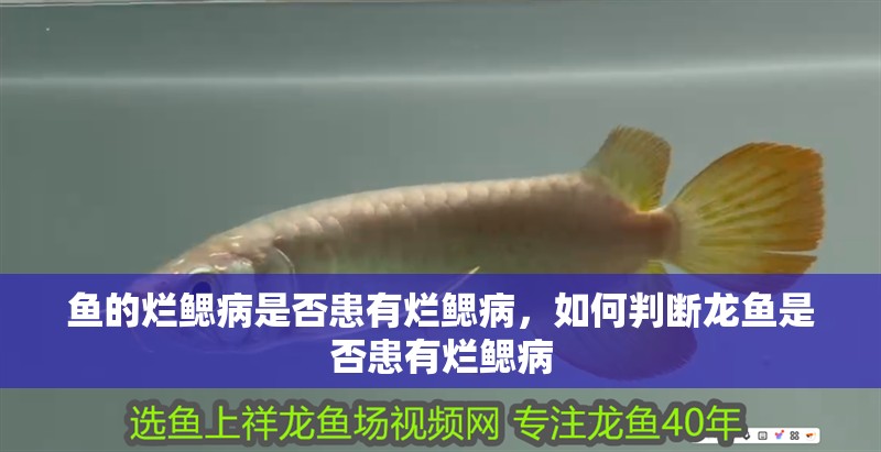 魚的爛鰓病是否患有爛鰓病，如何判斷龍魚是否患有爛鰓病