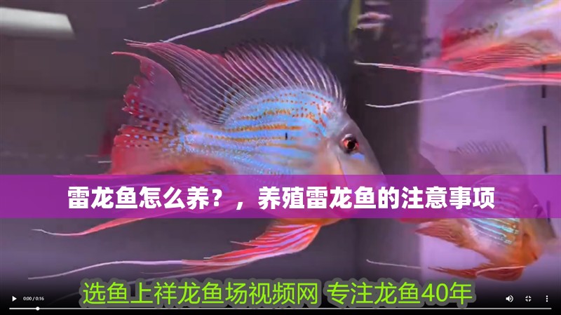 雷龍魚怎么養？，養殖雷龍魚的注意事項