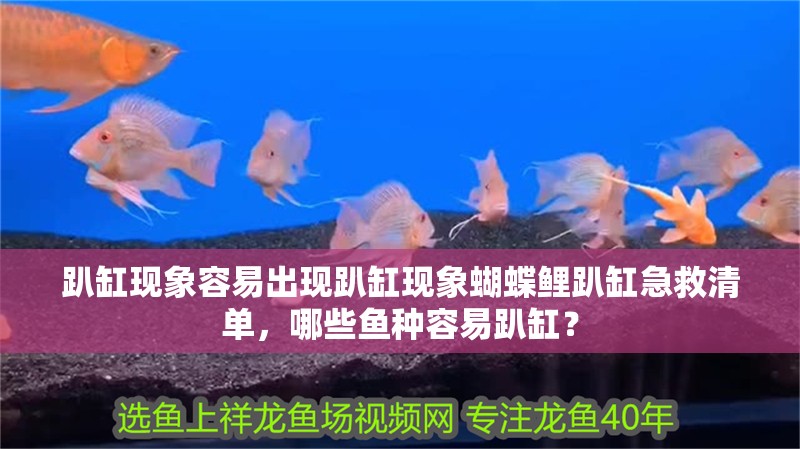 趴缸現象容易出現趴缸現象蝴蝶鯉趴缸急救清單，哪些魚種容易趴缸？