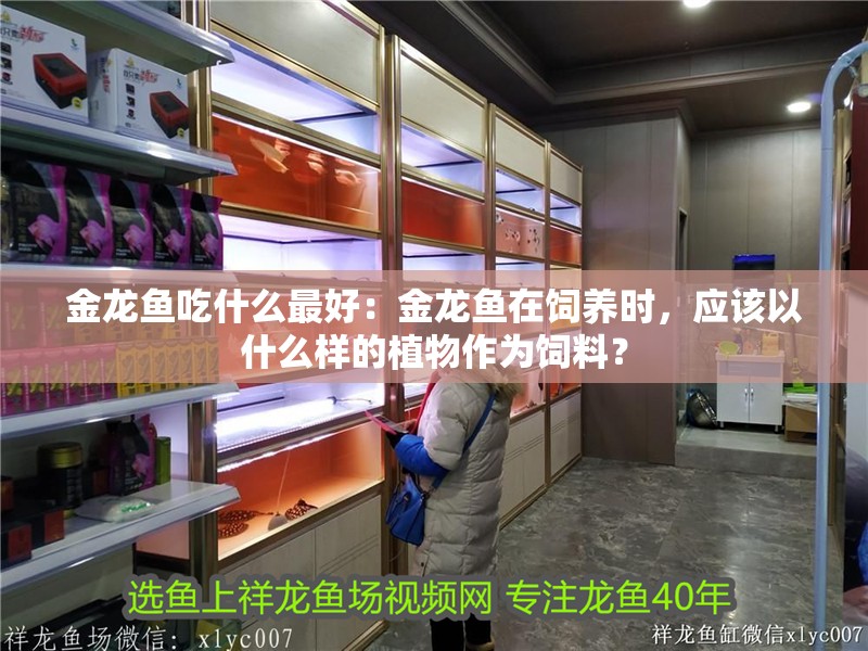 金龍魚吃什么最好：金龍魚在飼養時，應該以什么樣的植物作為飼料？