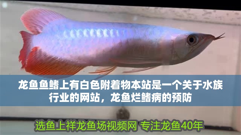 龍魚魚鰭上有白色附著物本站是一個關(guān)于水族行業(yè)的網(wǎng)站，龍魚爛鰭病的預防