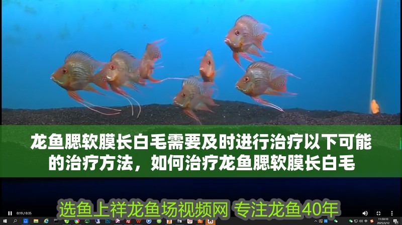 龍魚腮軟膜長白毛需要及時進行治療以下可能的治療方法，如何治療龍魚腮軟膜長白毛