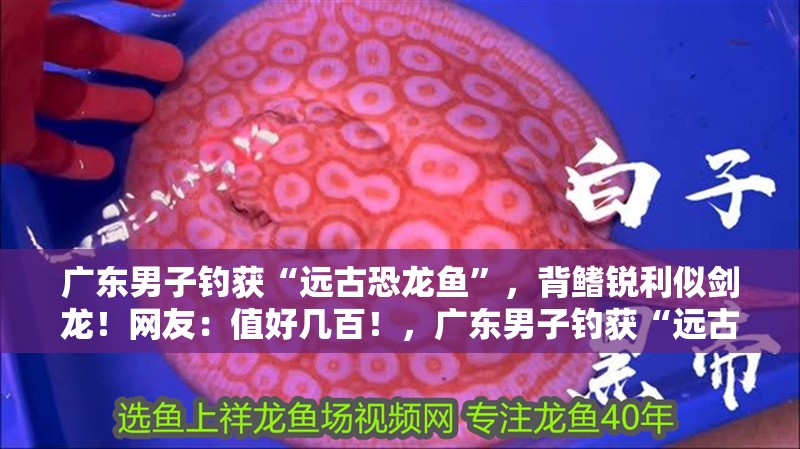 廣東男子釣獲“遠(yuǎn)古恐龍魚”，背鰭銳利似劍龍！網(wǎng)友：值好幾百！，廣東男子釣獲“遠(yuǎn)古恐龍魚”,背鰭銳利似劍龍!網(wǎng)友:值好幾百!